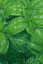 How to Preserve Basil for the Winter